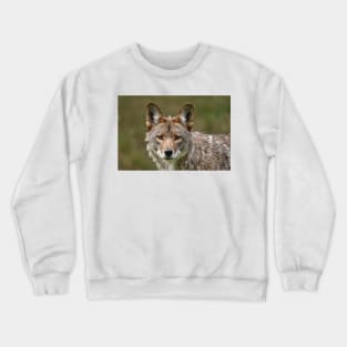 Coyote Crewneck Sweatshirt